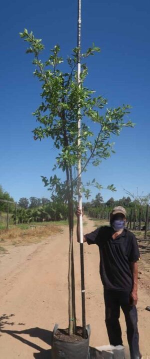 Combretum Erythrophyllum 40lt Common Name: Forest Willow, Riverbush willow