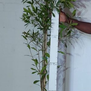 Combretum Krausii 20lt