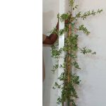 Commiphora Edulis 20lt