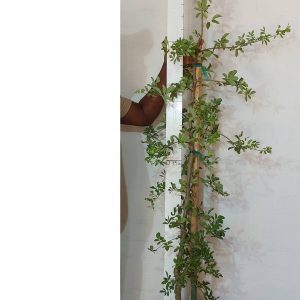 Commiphora Edulis 20lt