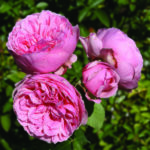 Comtesse Panarosa Rose 5lt