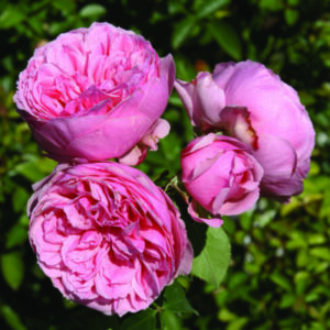 Comtesse Panarosa Rose 5lt
