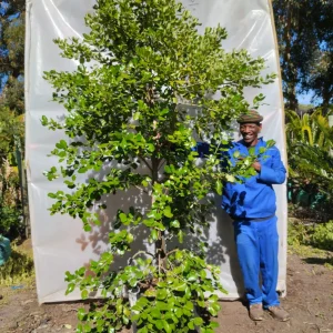Coprosma-Baueri-70lt-RH.webp Coprosma Baueri 70lt