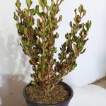 Coprosma-Copper-Shine-12cm.jpg Coprosma Copper Shine 12cm Pot