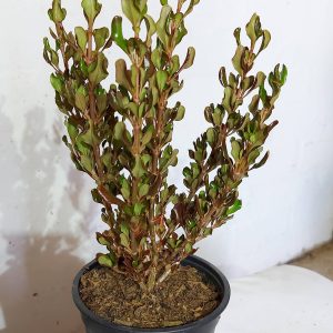 Coprosma Copper Shine 12cm Pot