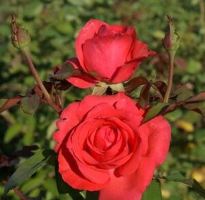 Coral Panarosa Rose 5lt