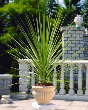 Cordyline-Australis-Green.jpg Cordyline Australis Green