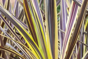 Cordyline Banksii Electric Flash Pbr 15cm Pot