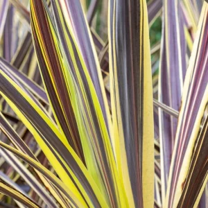 Cordyline Banksii Electric Flash Pbr 15cm Pot