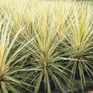 Cordyline-Dazzler.jpg Cordyline Dazzler 19cm Pot