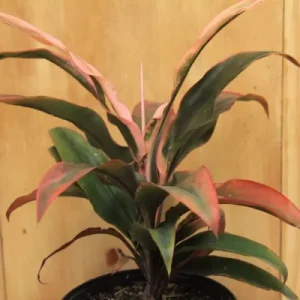 Cordyline Terminalis Mahatma