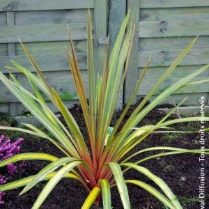 Cordyline-Sundance.jpg Cordyline Sundance 19cm Pot