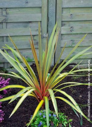 Cordyline-Sundance.jpg Cordyline Sundance 19cm Pot