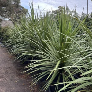 Cordyline-australis-70L.webp Cordyline Australis 70lt
