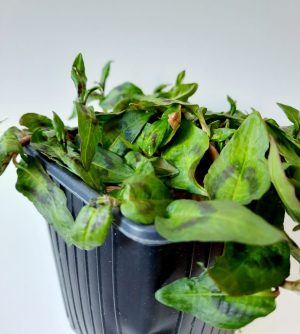 Coriander Vietnamese 10.5cm Pot