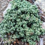 Corpuscularia Lehmannii 9cm Pot