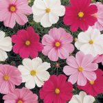 Cosmos Bipinnatus 'Sonata Mix' 4 Pack Tray