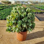 Crassula Blue Hale 23cm Pot