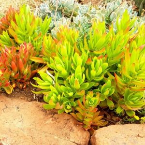 Crassula Capitella 'Campfire' 9cm Pot