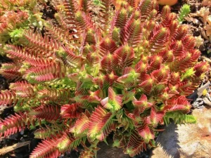 Crassula Capitella 'Red Pagoda' 9cm Pot