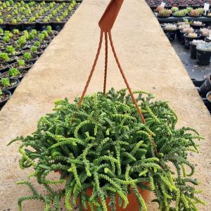 Crassula-Muscosa-Watch-Chain-21cm-HB.jpeg Crassula Muscosa "Watch Chain" 21cm H/B