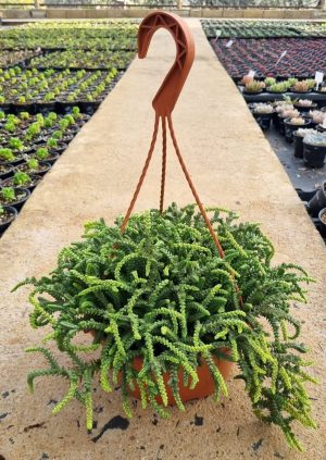 Crassula Muscosa "Watch Chain" 21cm H/B