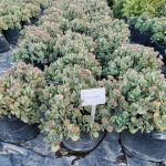 Crassula Arborescens 20lt