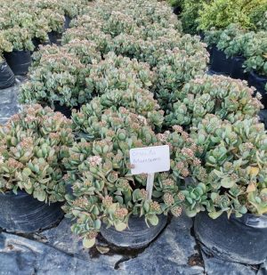 Crassula Arborescens 20lt