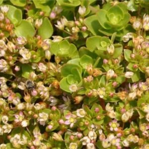 Crassula Pellucida 9cm Pot
