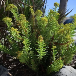 Crassula Tetragona 9cm Pot
