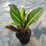 Croton 15cm Pot