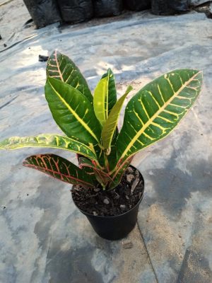 Croton 15cm Pot