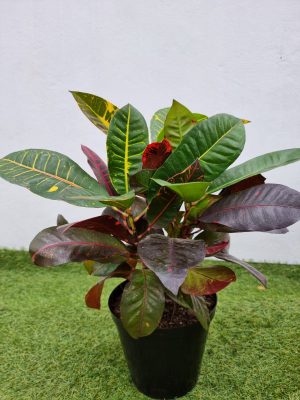 Croton 20cm Pot