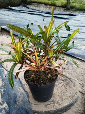 Croton Golden Bells 20cm Pot