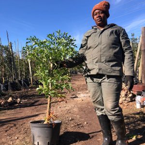 Cussonia Spicata 20lt