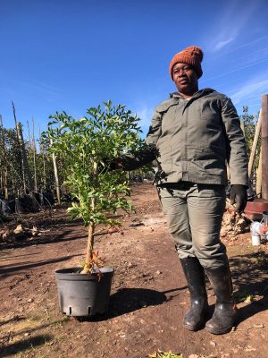 Cussonia Spicata 20lt