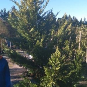 Cup_leylandii-_Gold-Rider_-70lt-G.jpg Gold Leyland Cypress Tree 70lt