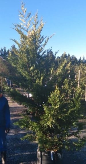 Gold Leyland Cypress Tree 70lt