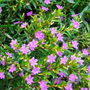 Cuphea Mexicana Pink 4lt Cuphea Mexicana Pink 4lt