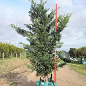 Cupressocyparis Leylandii 250lt Tree Common Name: Cypress Leylandii