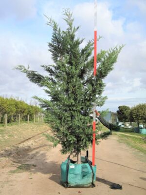Cupressocyparis Leylandii 250lt Tree Common Name: Cypress Leylandii