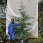 Leyland Cypress Tree 70lt