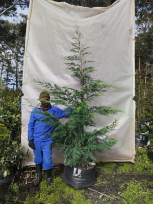 Leyland Cypress Tree 70lt