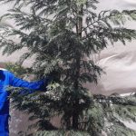 Leyland Cypress Tree 70lt