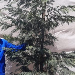 Cupressocyparis-leylandii-70lt-RH.jpg Leyland Cypress Tree 70lt