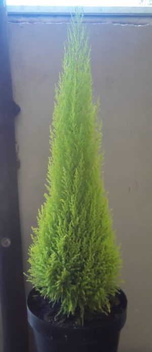 Cupressus Gold Crest 30cm Pot