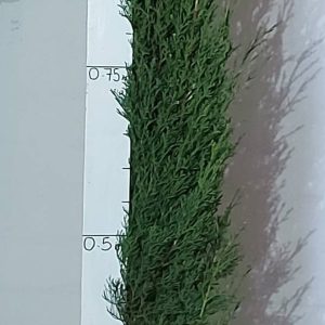 Cupressus Stricta 20lt