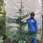 Gold Leyland Cypress Tree 70lt