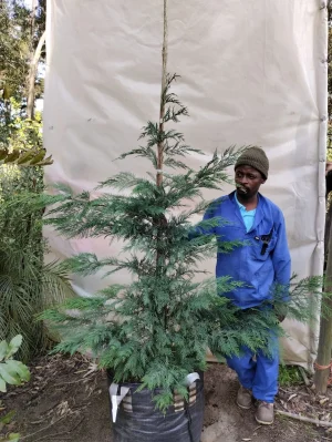 Gold Leyland Cypress Tree 70lt