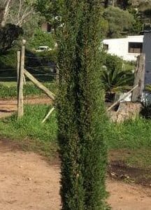 Cupressus-semp_-stricta-70lt-RH.jpg Graveyard Cypress 70lt